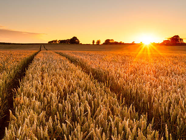 DRY FARMING