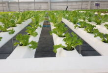 hydroponic vertical farming