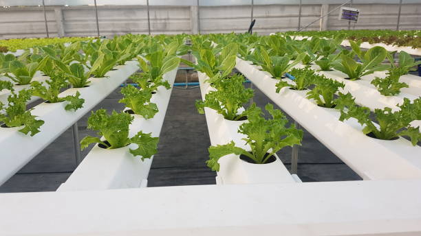 hydroponic vertical farming