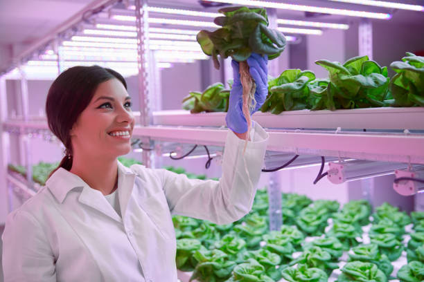 hydroponic vertical farming 