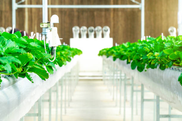 hydroponic vertical farming 