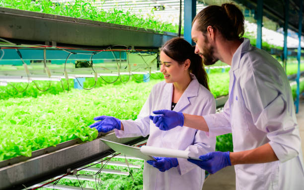 hydroponic vertical farming